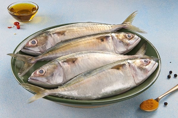 Mackerel / Ayala / Bangda / Aylai (5 to 9 Count/kg)